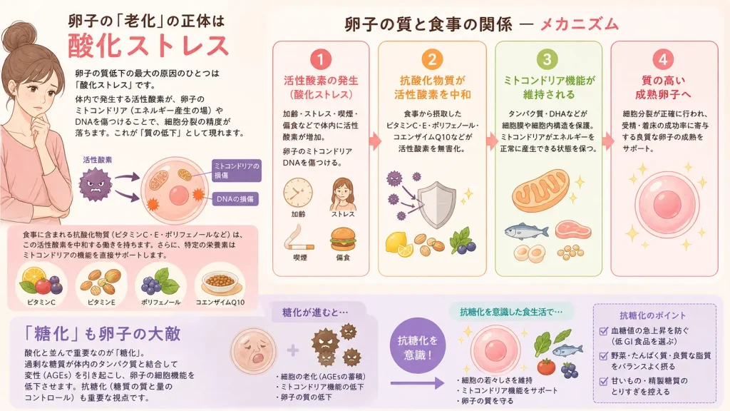 卵子の「老化」の正体は酸化ストレスを説明した画像