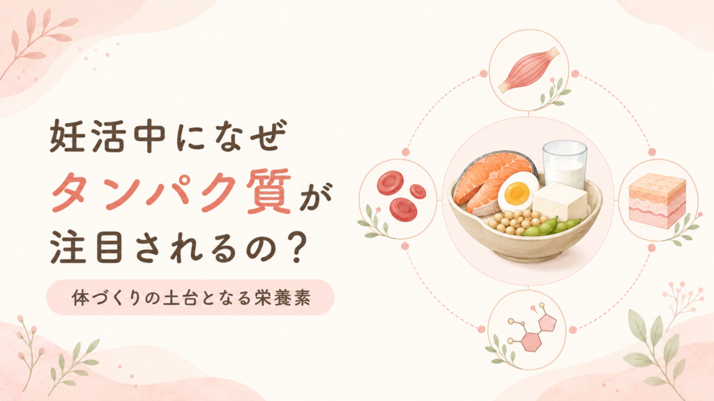 妊活中になぜタンパク質が注目されるのか?